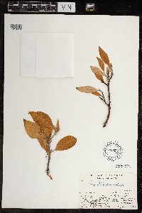 Salix richardsonii image
