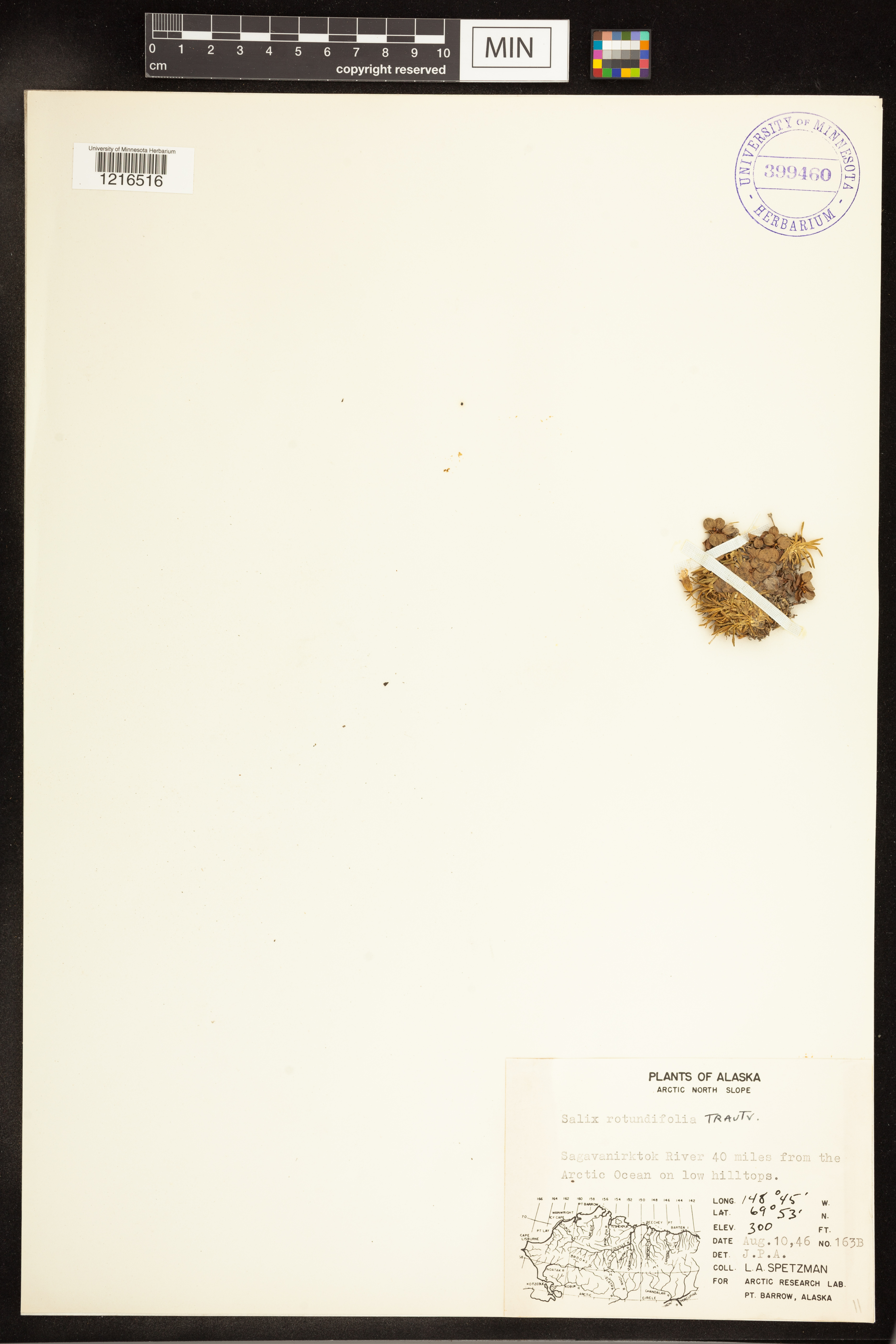 Salix rotundifolia image