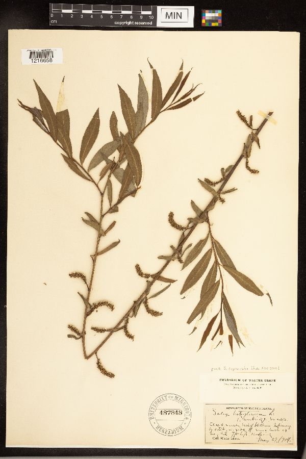 Salix x sepulcralis image