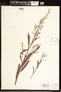 Salix sessilifolia image