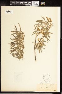 Salix sessilifolia image