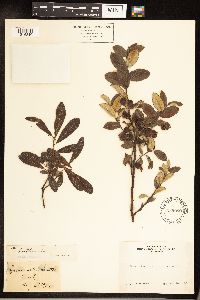 Salix sitchensis image