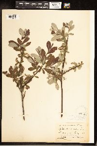Salix sitchensis image
