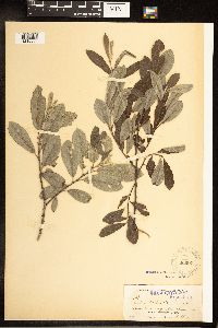 Salix sitchensis image