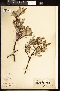 Salix sitchensis image