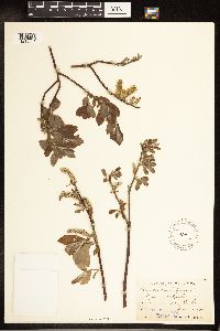 Salix sitchensis image