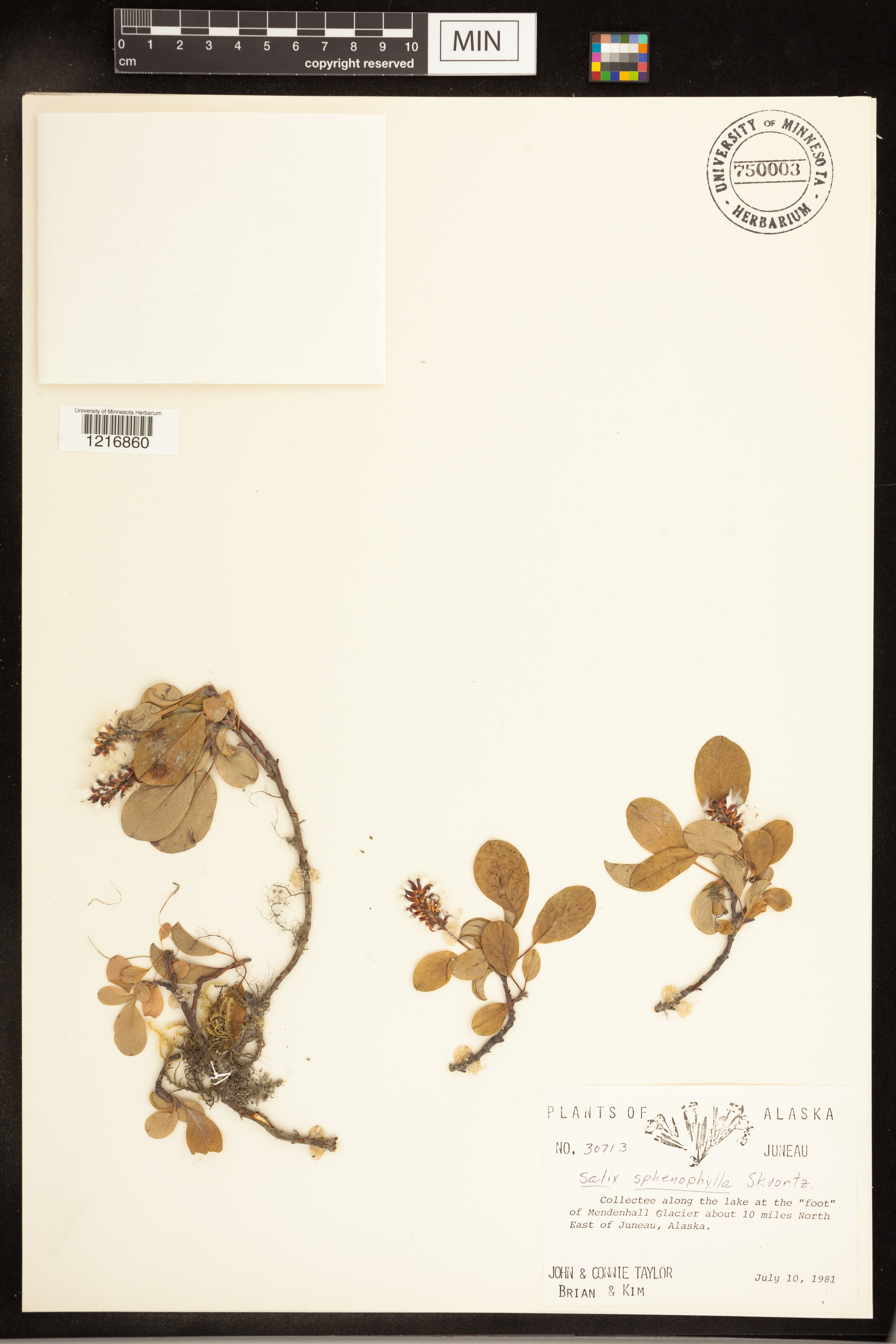 Salix sphenophylla image