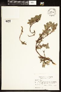 Salix uva-ursi image