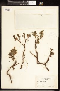 Salix uva-ursi image