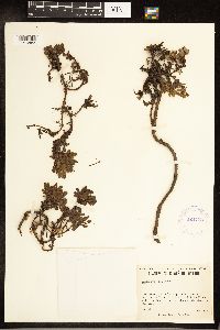 Salix uva-ursi image