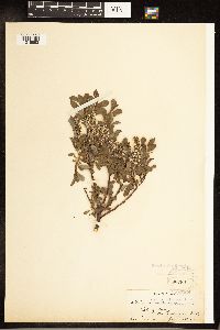 Salix uva-ursi image