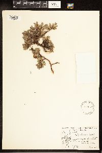 Salix uva-ursi image