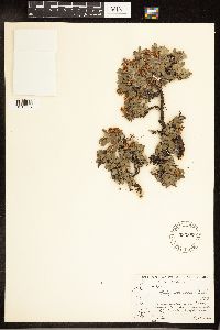 Salix uva-ursi image