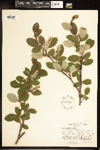 Salix vestita image