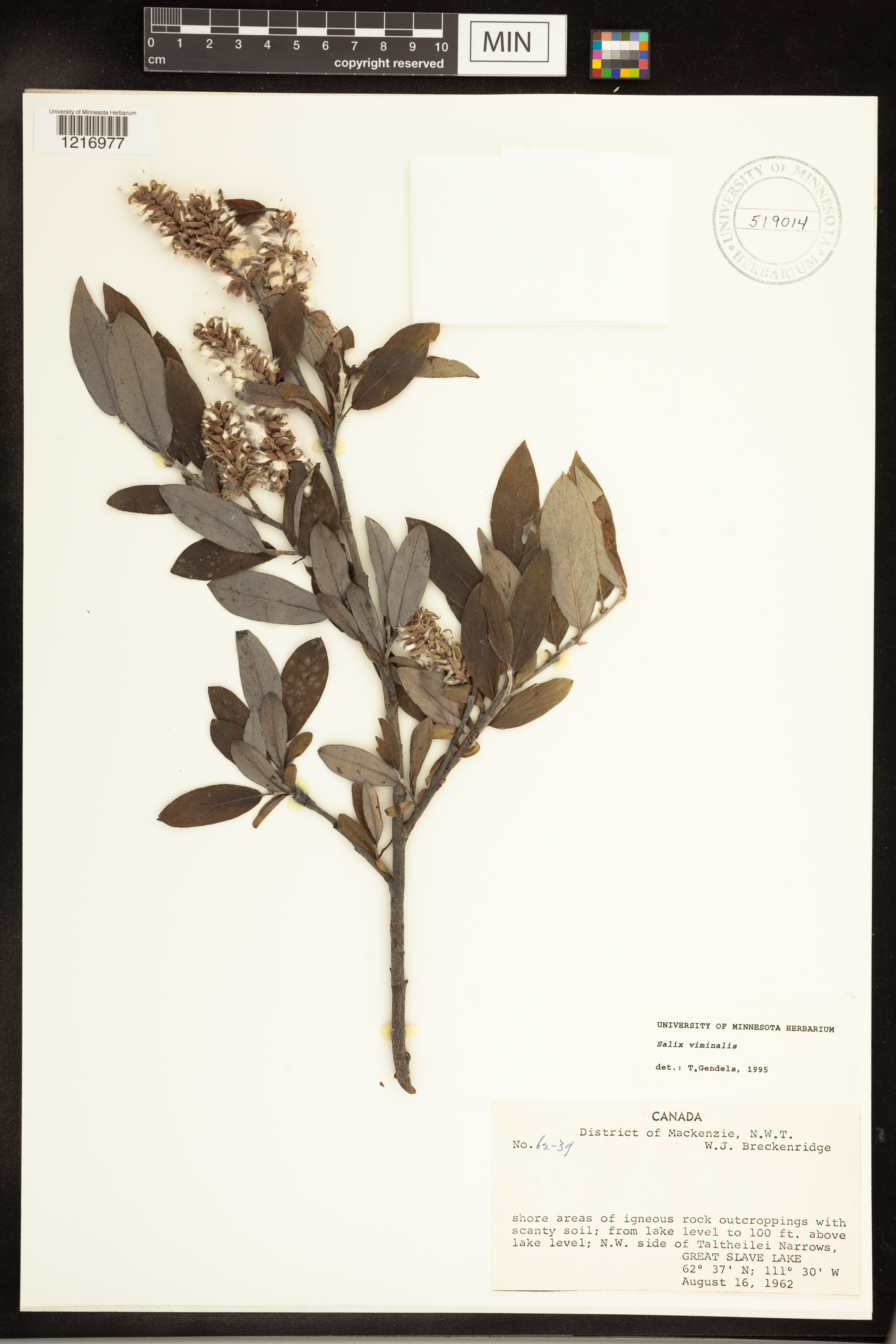 Salix viminalis image