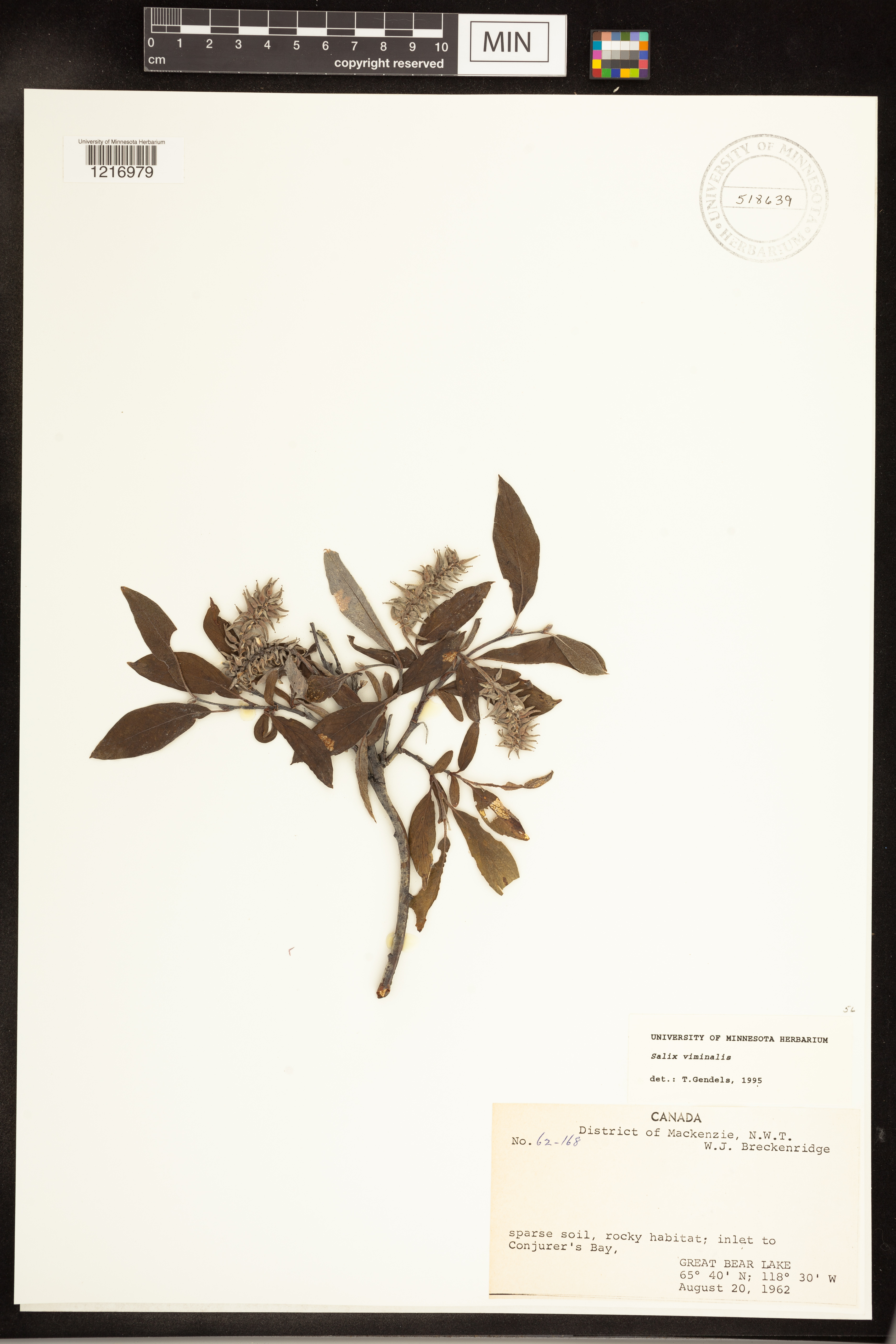 Salix viminalis image