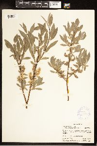Salix wolfii var. idahoensis image