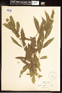 Salix x wrightii image