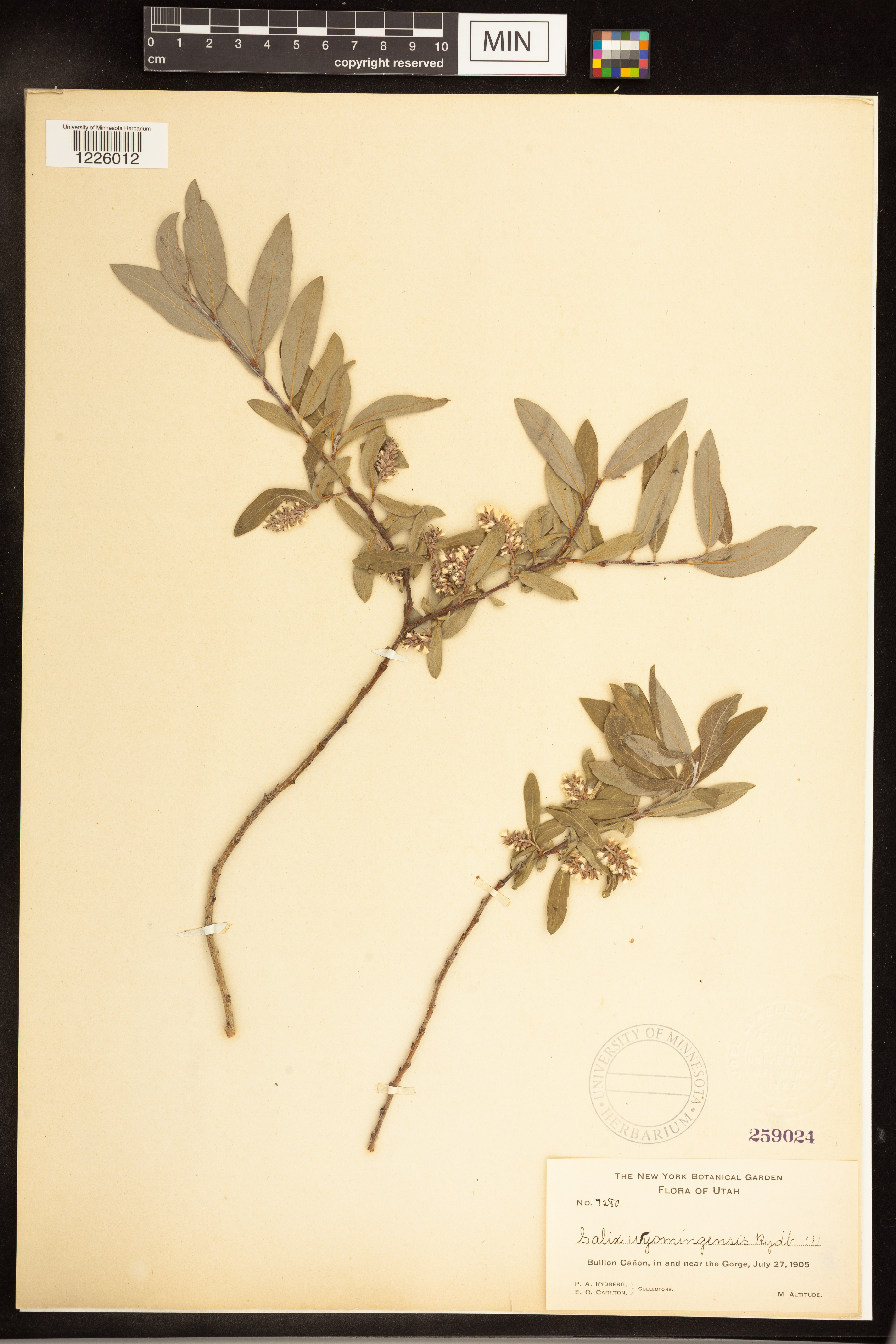 Salix x wyomingensis image