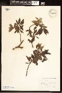 Salix barclayi image