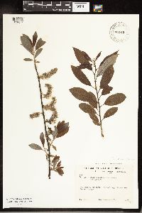 Salix discolor image