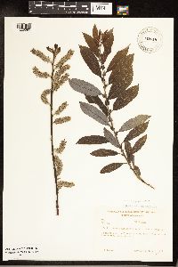 Salix discolor image