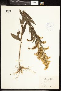 Solidago altissima image