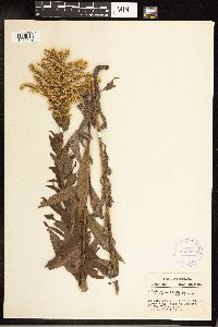 Solidago altissima image