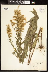 Solidago altissima image