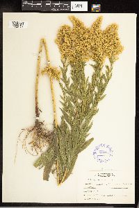 Solidago altissima image