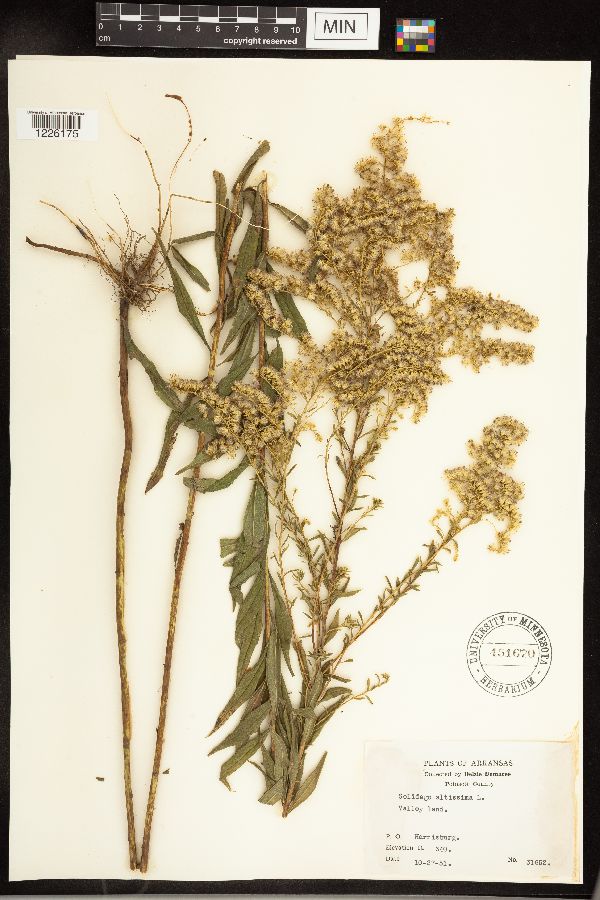 Solidago altissima image