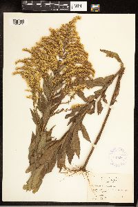 Solidago altissima image