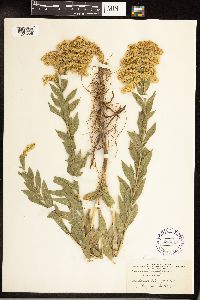 Solidago altissima image