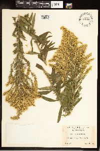 Solidago altissima image