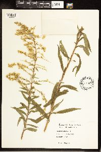 Solidago altissima image