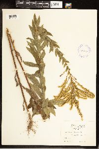 Solidago altissima image