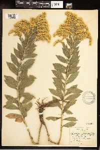 Solidago altissima image