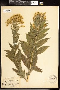 Solidago altissima image