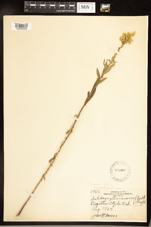 Solidago altissima gilvocanescens image