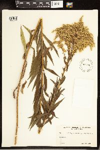 Image of Solidago altissima x canadensis