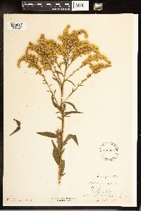 Solidago arguta image