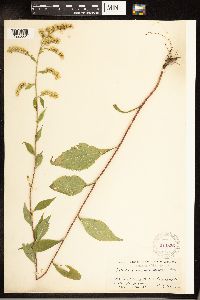 Solidago arguta image