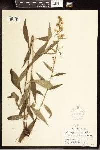 Solidago arguta image