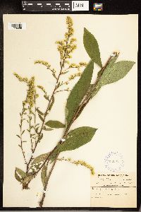 Solidago arguta image