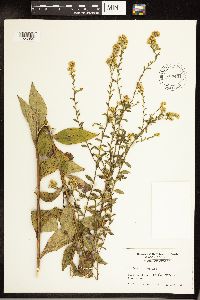 Solidago arguta image