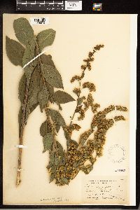 Solidago arguta image