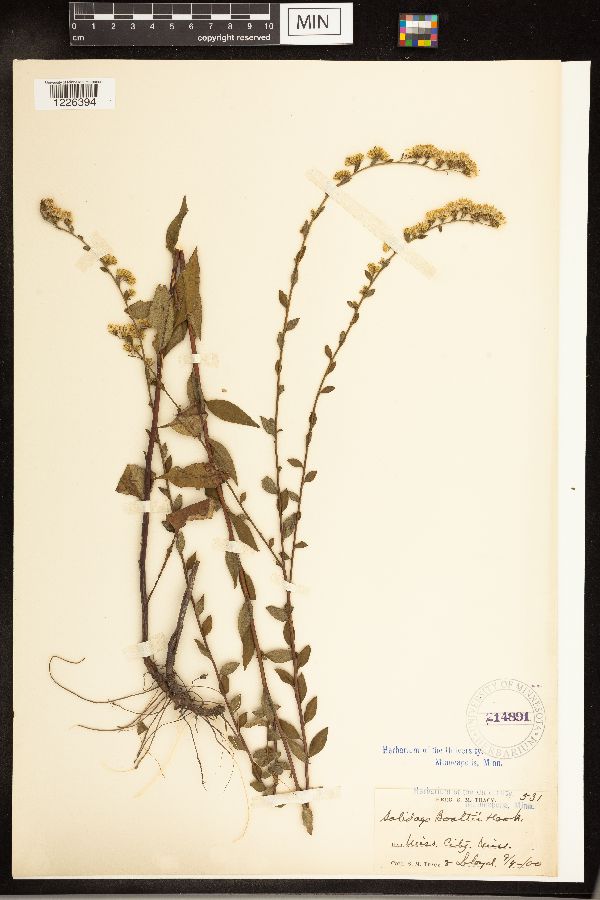 Solidago arguta var. boottii image