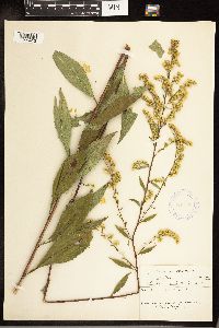 Solidago arguta image