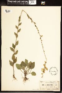 Solidago brachyphylla image