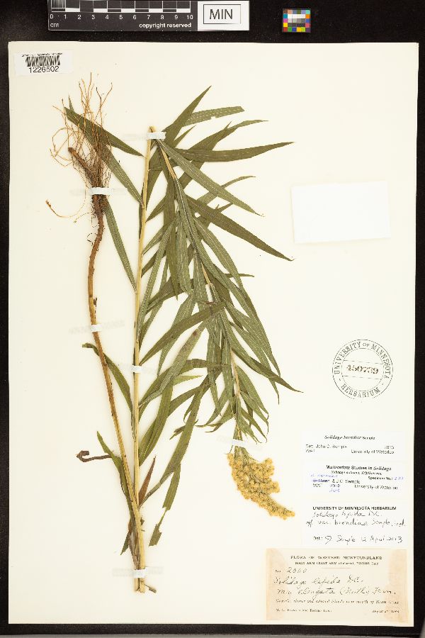 Solidago lepida var. brendiae image